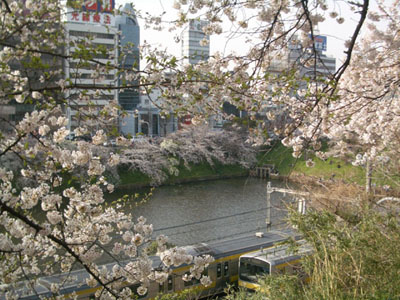 桜便り　in Ichigaya_f0078132_4274686.jpg