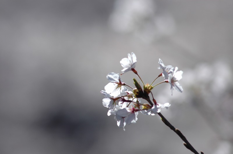 さくらサクラ桜　フレンド　オブ　イタバシ_f0050534_8551322.jpg