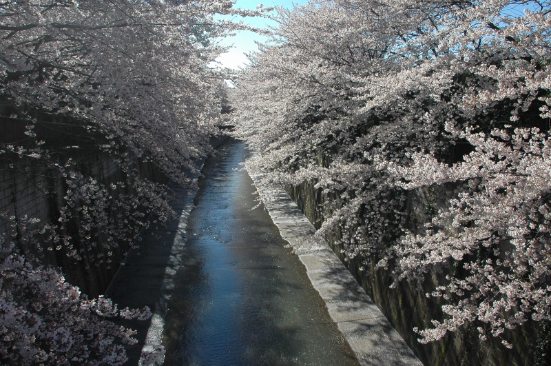 さくらサクラ桜　フレンド　オブ　イタバシ_f0050534_90646.jpg