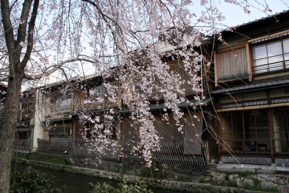 祇園白川の桜_f0064441_1531633.jpg