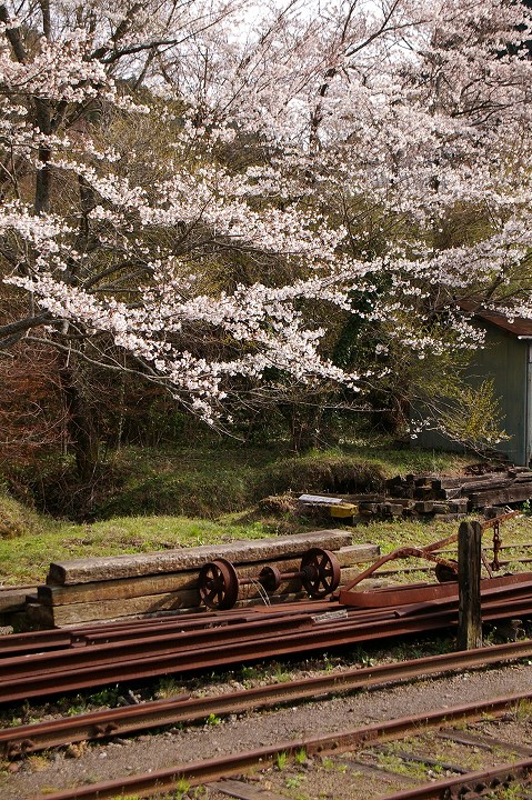 桜と菜の花の小湊鐵道 月崎駅_e0000746_6434912.jpg