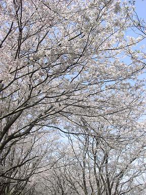 桜・桜・桜　地元編_f0073747_0253855.jpg