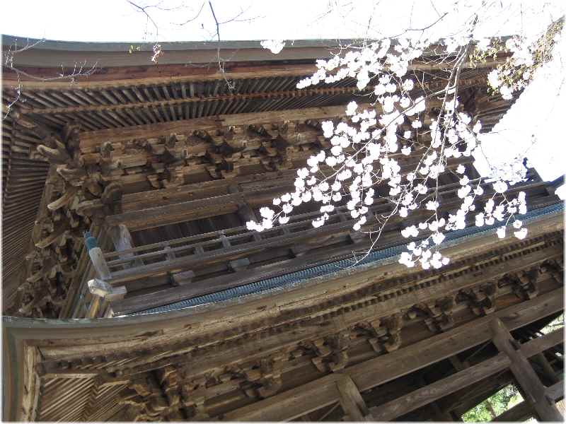 【北鎌倉・円覚寺の桜】_b0009849_153307.jpg