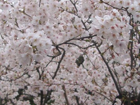 b0036053_212239.jpg