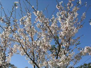 2006年4月3日ウ~ン快晴です!_f0060461_2213490.jpg