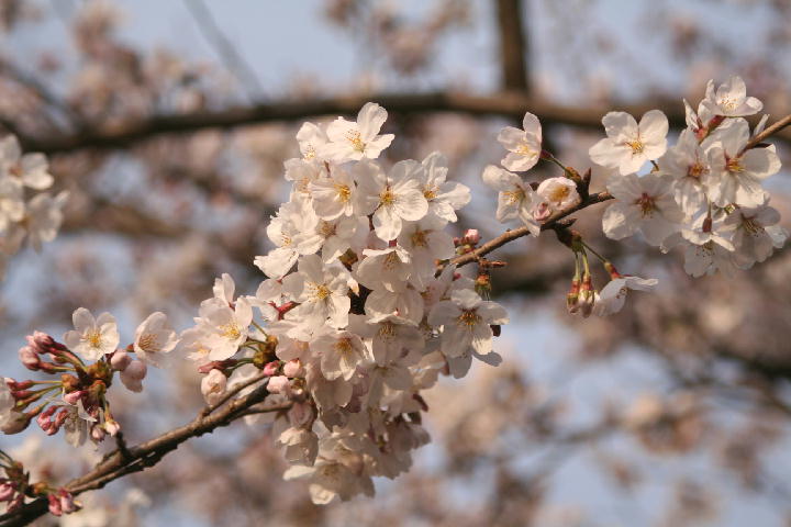 花盗人～はなぬすびと_e0026963_2111829.jpg