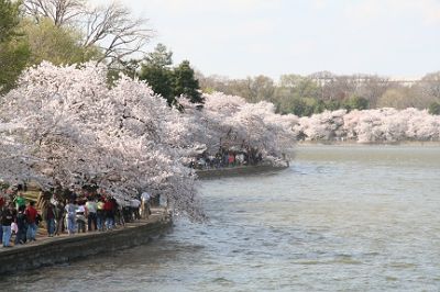 Cherry Blossom　♪_f0017363_2115732.jpg