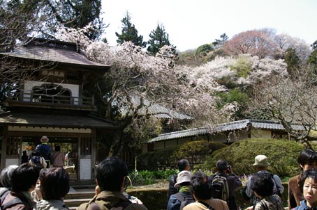 06年春・北鎌倉匠の市②１日は晴天、2日も市を開催_c0014967_12153282.jpg