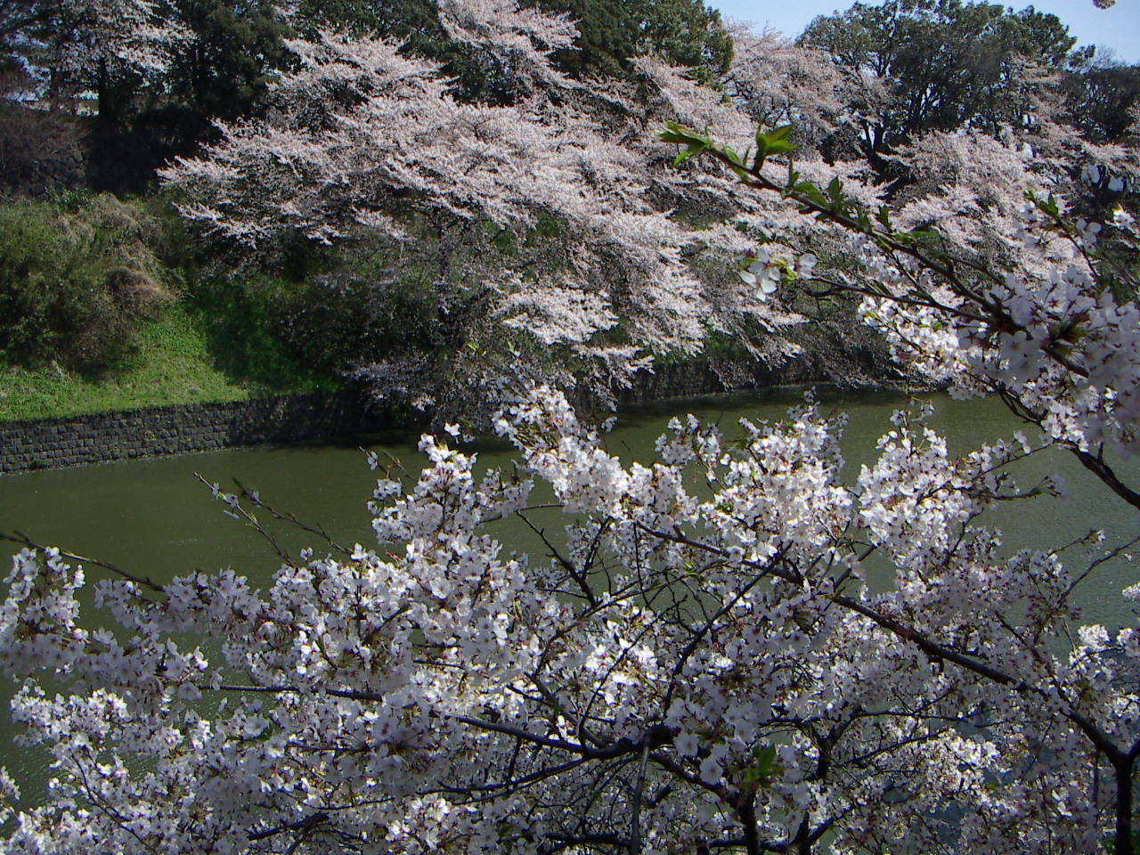 千鳥ヶ淵の桜_a0026371_2146797.jpg