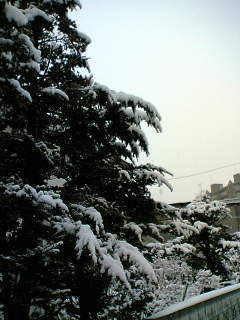 a0048178_8123277.jpg