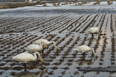 田んぼの白鳥_e0081184_1726212.jpg