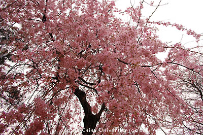 桜の咲く頃_f0054594_302498.jpg