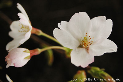 桜の咲く頃_f0054594_305199.jpg