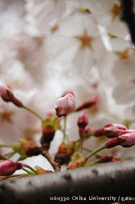 桜の咲く頃_f0054594_311946.jpg