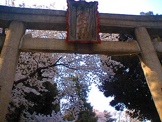 花見ラン_a0036808_0274671.jpg