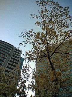 花見ラン_a0036808_030441.jpg