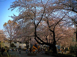 花見ラン_a0036808_0353163.jpg