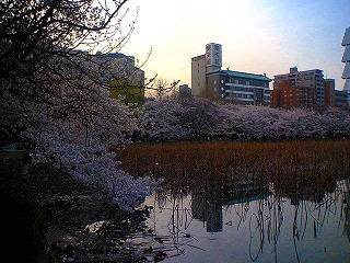 花見ラン_a0036808_038313.jpg