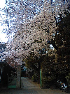 花見ラン_a0036808_0454869.jpg