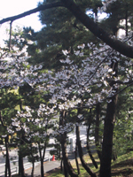 桜の花の満開の下_e0032514_2130286.jpg