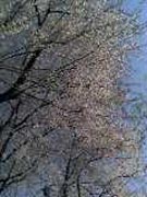 桜の花の満開の下_e0032514_930228.jpg