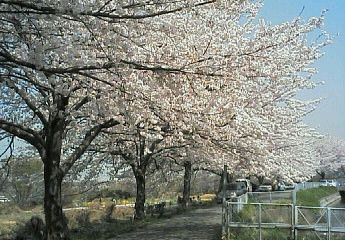 c0068120_8172523.jpg