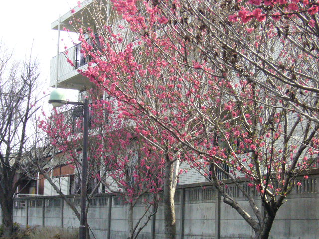 野川の紅桜_d0000324_1455276.jpg