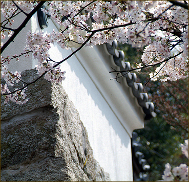 桜　Ⅲ_e0081525_19131852.jpg