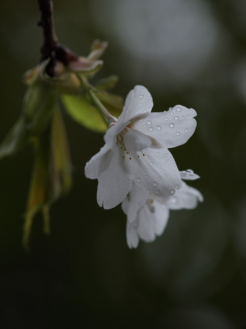 雨夕桜_c0021726_2115586.jpg