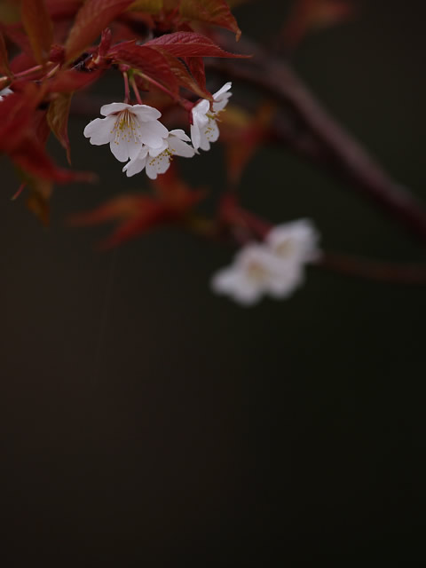 雨夕桜_c0021726_22491834.jpg