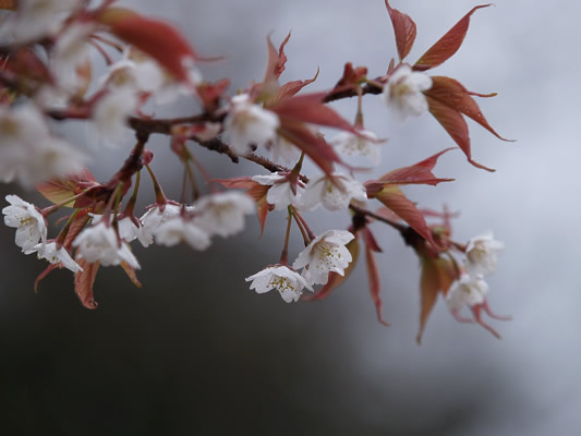 雨夕桜_c0021726_22492821.jpg