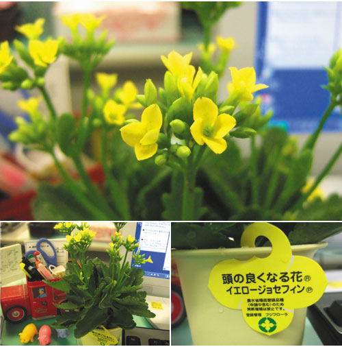 頭のよくなる花 世界中の浪漫のカケラを拾い集めて With Twins 編 頭のよくなる花 世界中の浪漫のカケラを拾い集めて With Twins 編