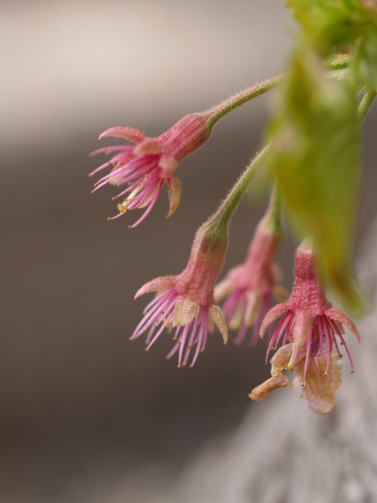 桜散り　桜咲く_f0091329_2275416.jpg