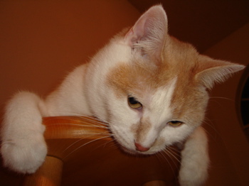 a0042932_13374987.jpg