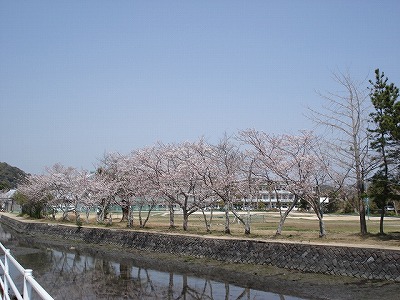 今年の桜。 その２_c0038334_23563983.jpg