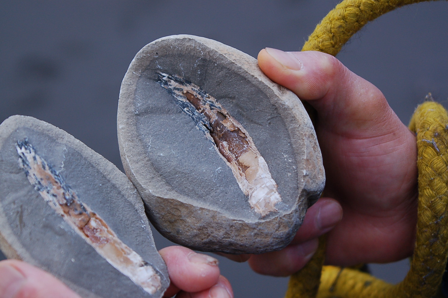 割れたノジュール ヤスリツノガイの化石入り : 海岸の難破船