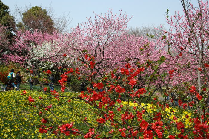 昭和記念公園のもっと別の姿をお見せします。_e0095142_20184476.jpg