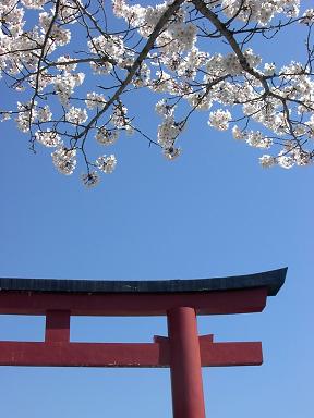 桜・桜・桜　鎌倉編_f0073747_7434232.jpg