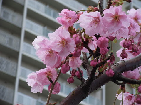 桜（染井吉野）はまだ咲かない_a0030958_21493434.jpg