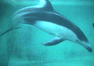 f0054859_0184873.gif