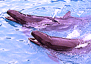 f0054859_0241677.gif