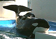 f0054859_0332639.gif
