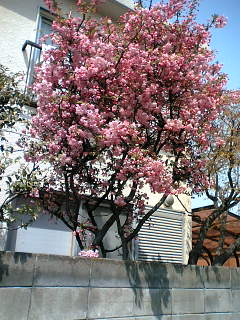 a0053063_14501372.jpg