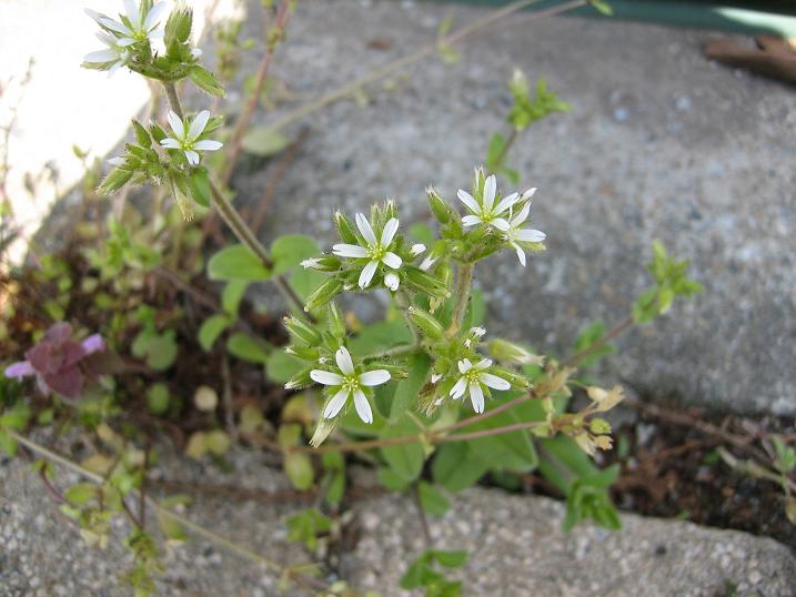 道ばたの花_f0096369_19581580.jpg