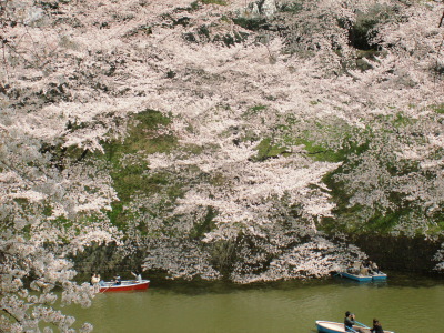 桜とインドカレー♪_e0022172_081767.jpg