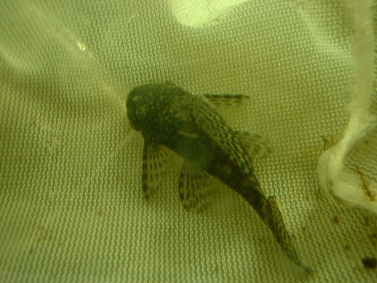 ■Ａｎｃｉｓｔｒｕｓ　ｓｐ_e0049877_082212.jpg