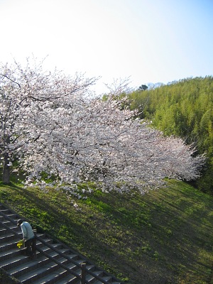 別府歳時記・・・桜咲く頃_c0001578_145118.jpg