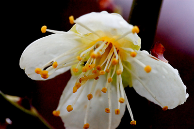 近所の桜２_e0049484_1949507.jpg