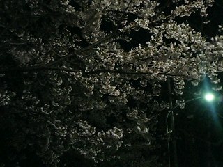 夜桜とでも言いましょうか・・・_e0064188_10304892.jpg