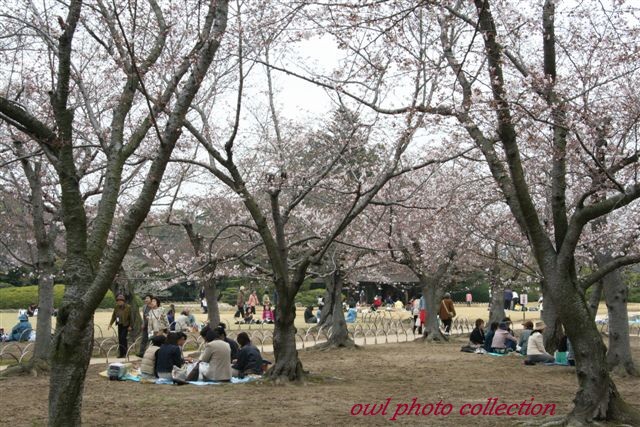 ＃２５０　４月４日　　後楽園の桜_e0048293_2131686.jpg